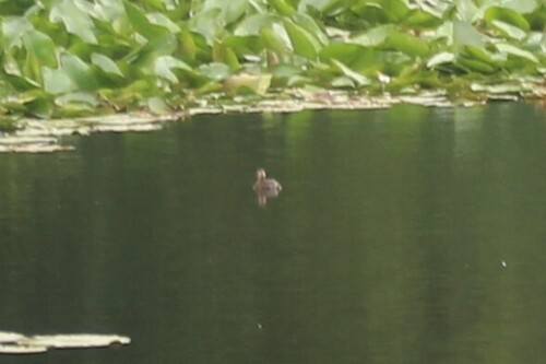 iNaturalist image