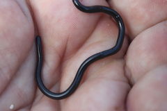 Leptotyphlops conjunctus