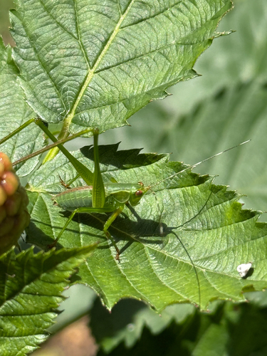 Scudder's Bush Katydids