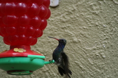 Cynanthus latirostris