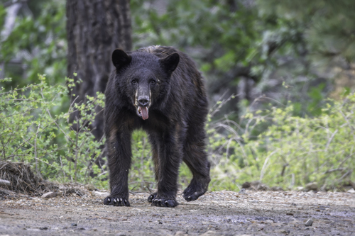 American Black Bear