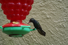 Cynanthus latirostris