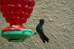 Cynanthus latirostris