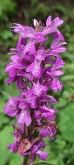 Dactylorhiza urvilleana