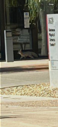 Gray Fox