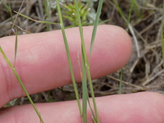 Limnodea arkansana