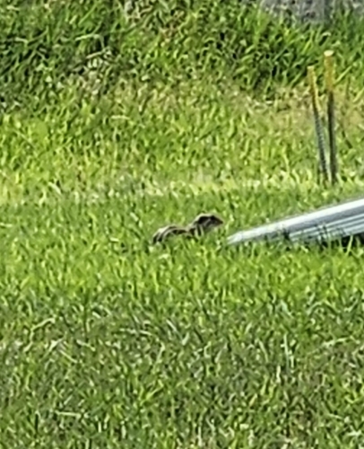 Thirteen-lined Ground Squirrel