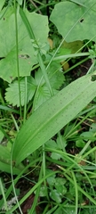 Dactylorhiza urvilleana, photograph (c) Yannick Brenz, some rights reserved (CC BY)