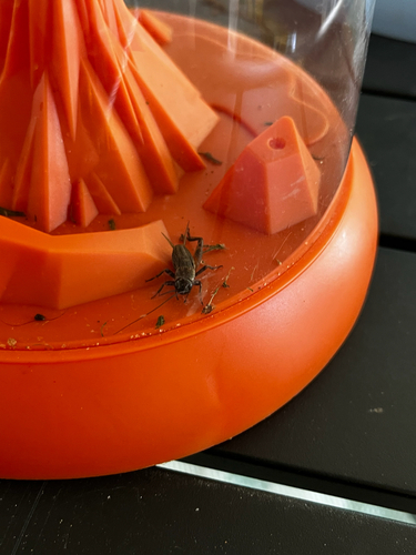 Fall Field Cricket