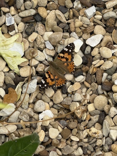 Painted Lady