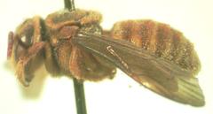 Hypanthidioides