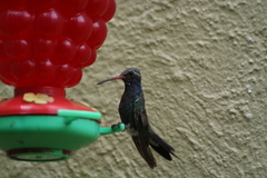 Cynanthus latirostris