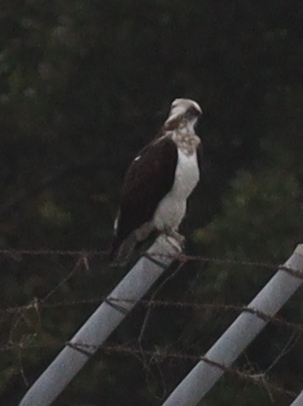 Osprey