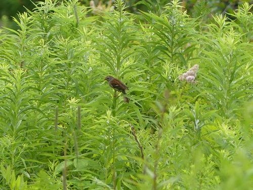 Field Sparrow