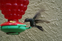 Cynanthus latirostris