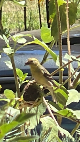Lesser Goldfinch