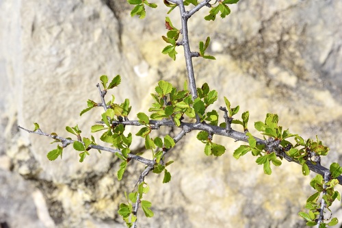 Prunus havardii