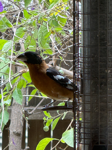 Black-headed Grosbeak