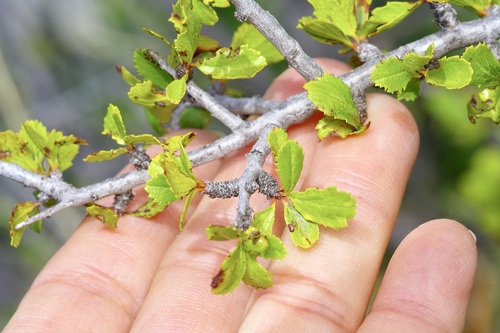 Prunus havardii, photograph 1