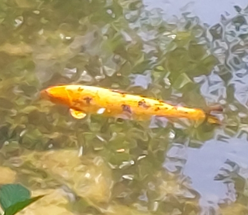 Koi-Karpfen