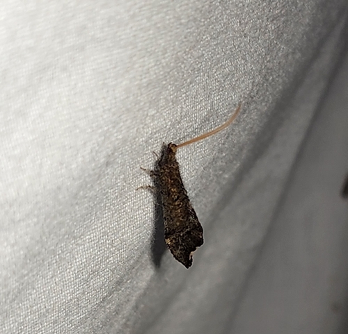 Nearctic Beaded Lacewings
