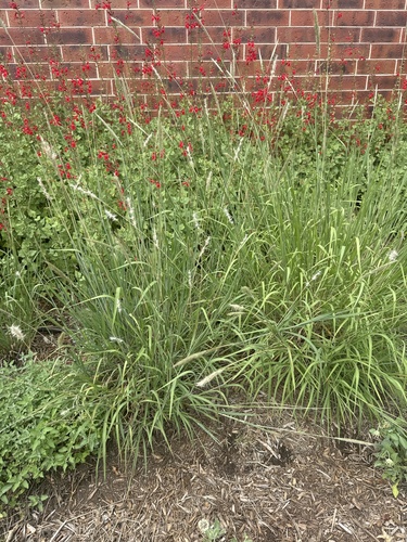 silver bluestem