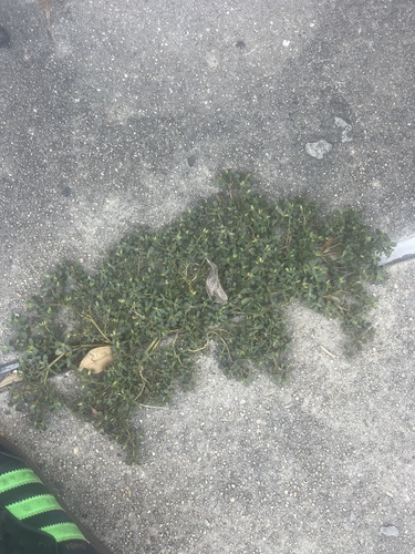 Common Purslane