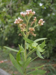 Pluchea rufescens