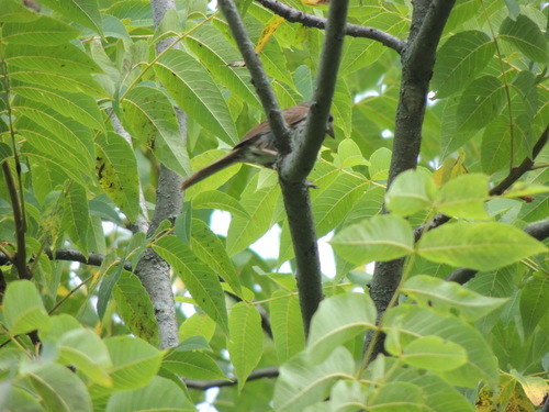Melospiza melodia