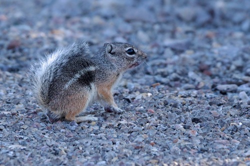 Texas Antelope Squirrel observed by wonderbird22