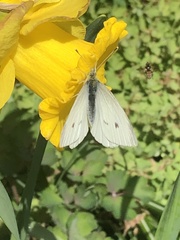 Pieris rapae