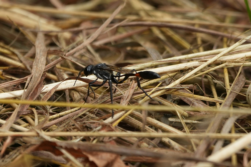 Common Thread-waisted Wasp