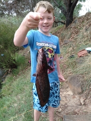 Freshwater Cobbler photo 4