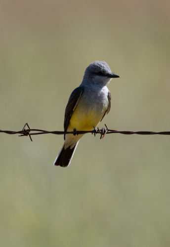 Western Kingbird