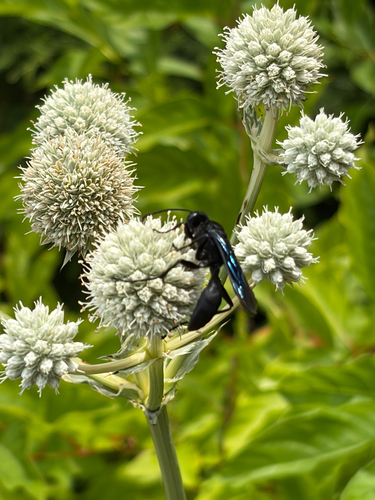Great Black Digger Wasp
