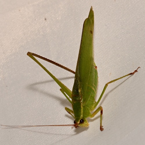 Scudder's Bush Katydids