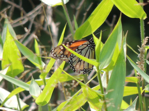 Danaus plexippus