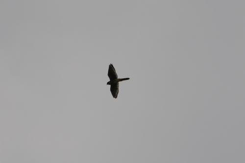 American Kestrel