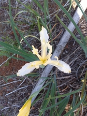 Iris tenuissima