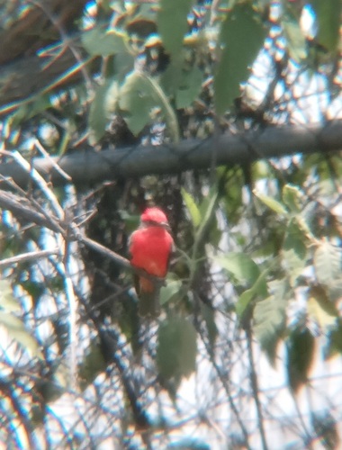 Papamoscas Cardenalito