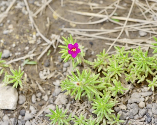 Shaggy Portulaca