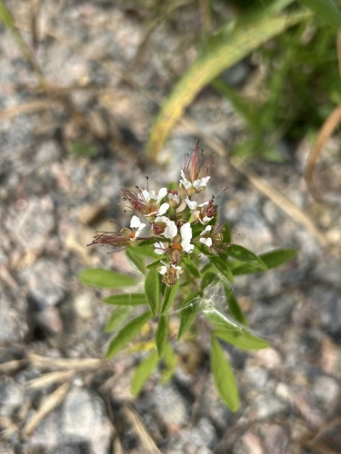 redwhisker clammyweed