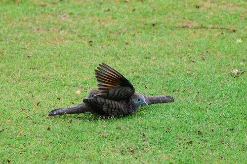 Geopelia striata observed 2026-06-27