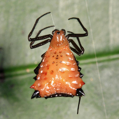 Micrathena excavata