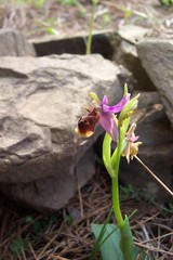 Ophrys fuciflora heterochila