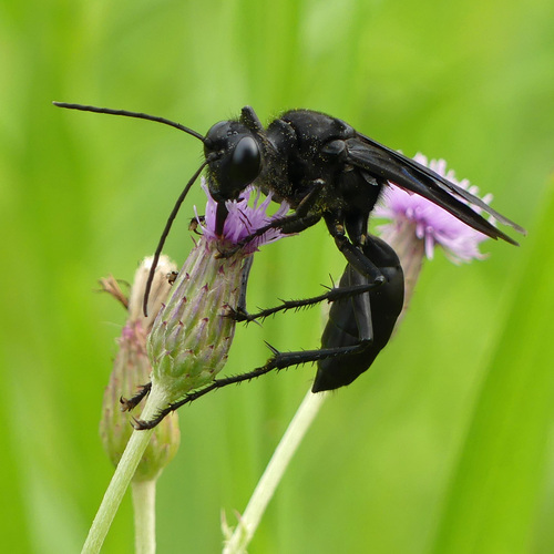 Great Black Digger Wasp