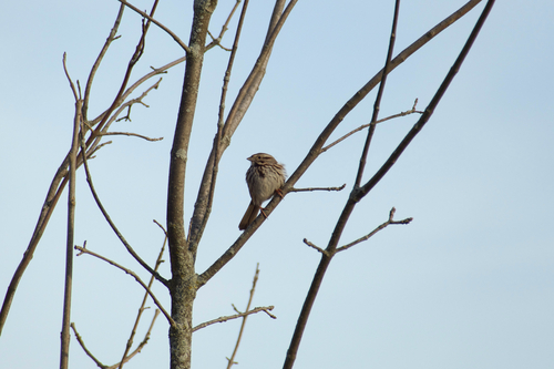 Song Sparrow