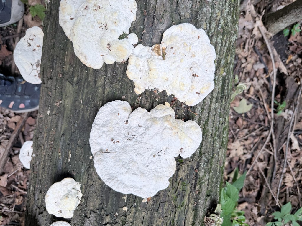 Lumpy Bracket · July 2026 · photo: Photo: (c) Erica Tava Johnson, some rights reserved (CC BY) · iNaturalist