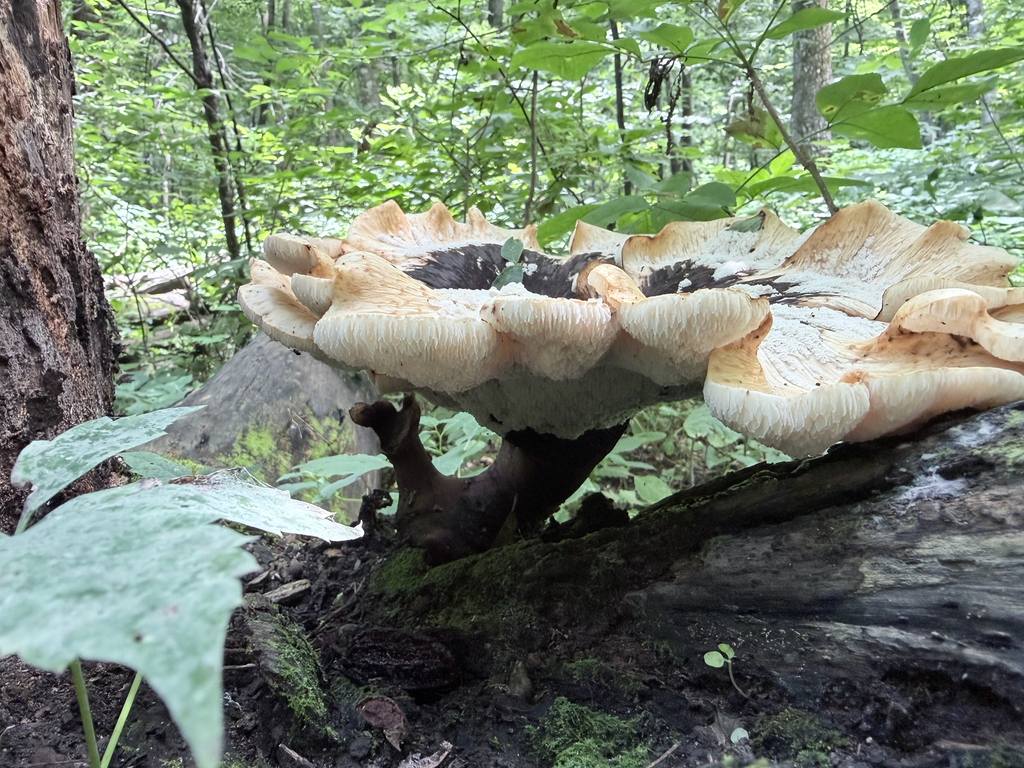 Dryad's Saddle · July 2026 · photo: Photo: (c) Erica Tava Johnson, some rights reserved (CC BY) · iNaturalist