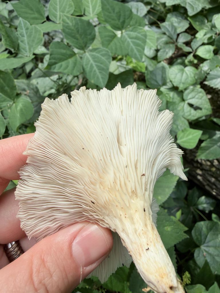 pale oyster · July 2026 · photo: Photo: (c) Erica Tava Johnson, some rights reserved (CC BY) · iNaturalist